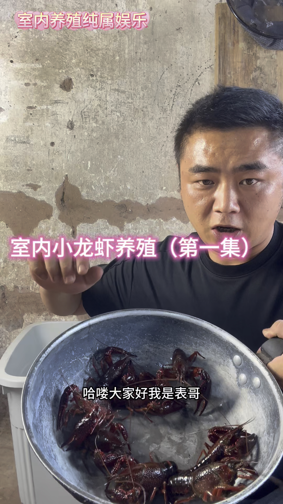 小龙虾养殖第一集