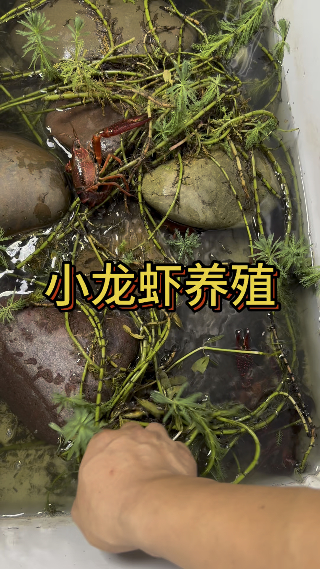 小龙虾养殖,看看能存活多久