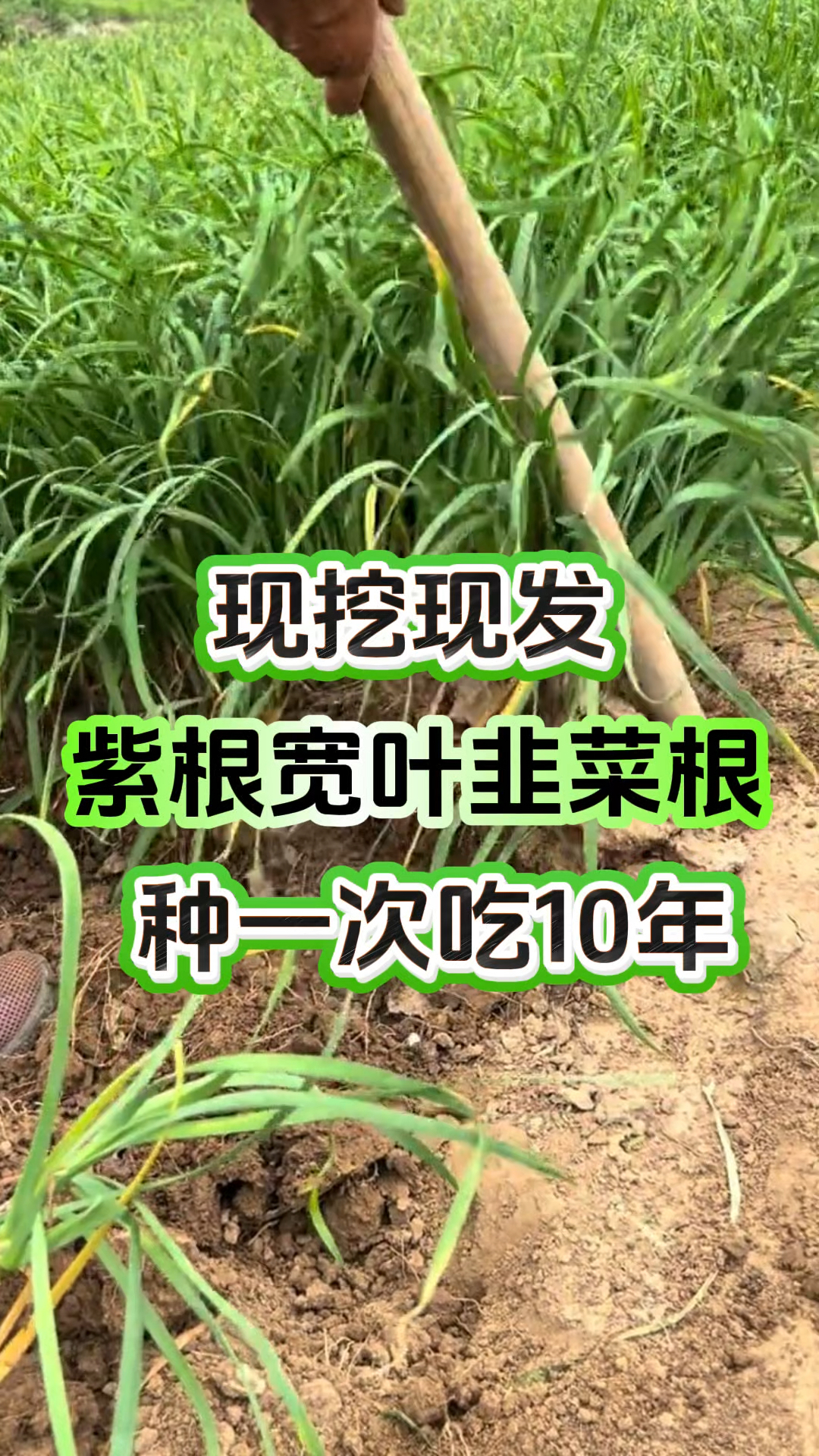 现挖现发的紫根宽叶韭菜