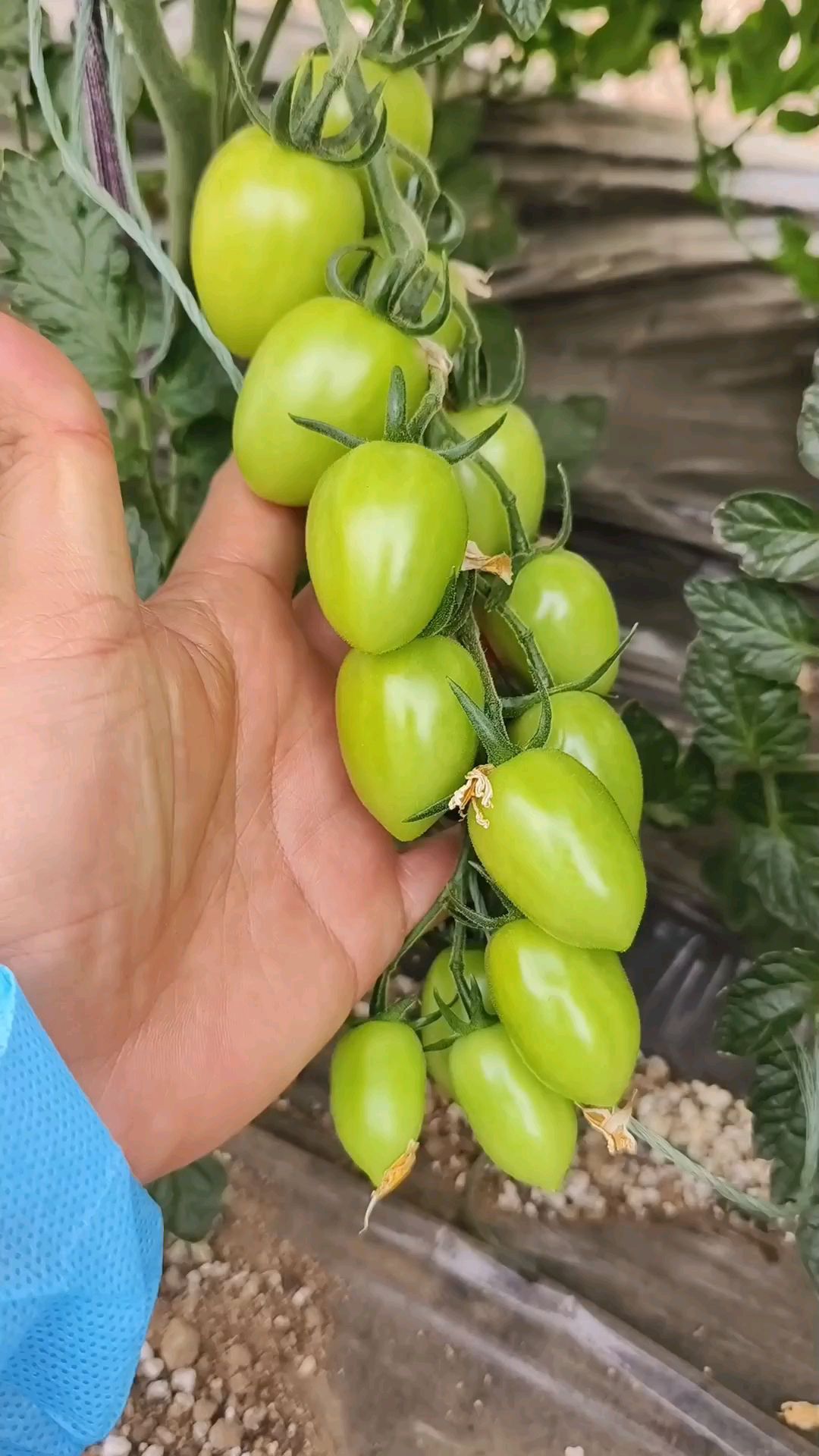 粉果小番茄前期表现情况,个大高产还抗病