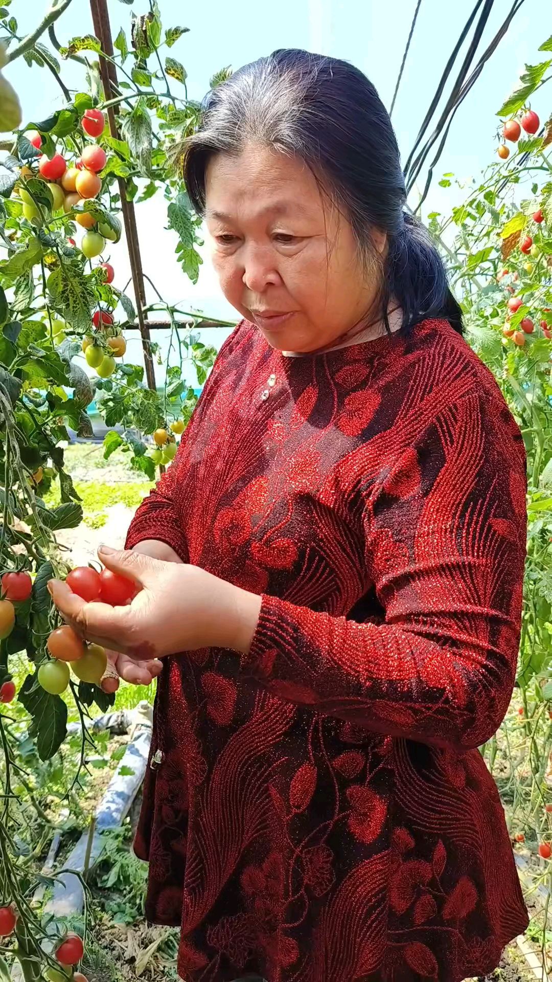 高产粉果小番茄,个大抗病货架期长,招人稀罕