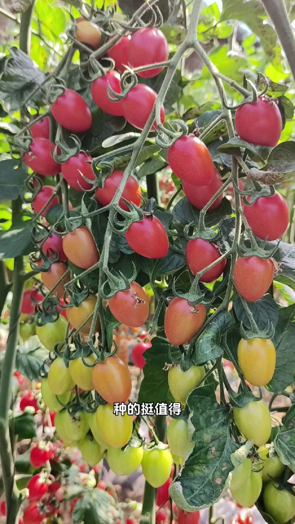 高产抗病粉果小番茄,坐果多货架期长,高低整一棚