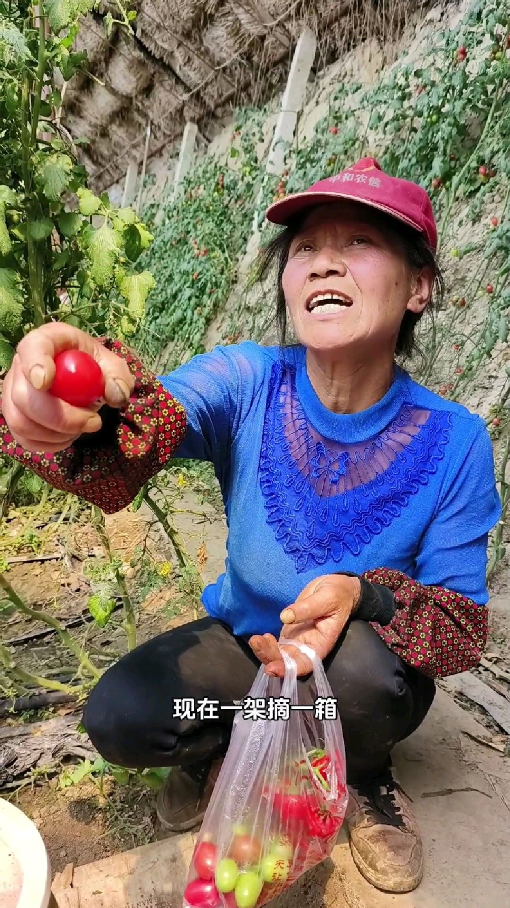 高产抗病粉果小番茄,坐果多单果重20-25克,大姐老稀罕了