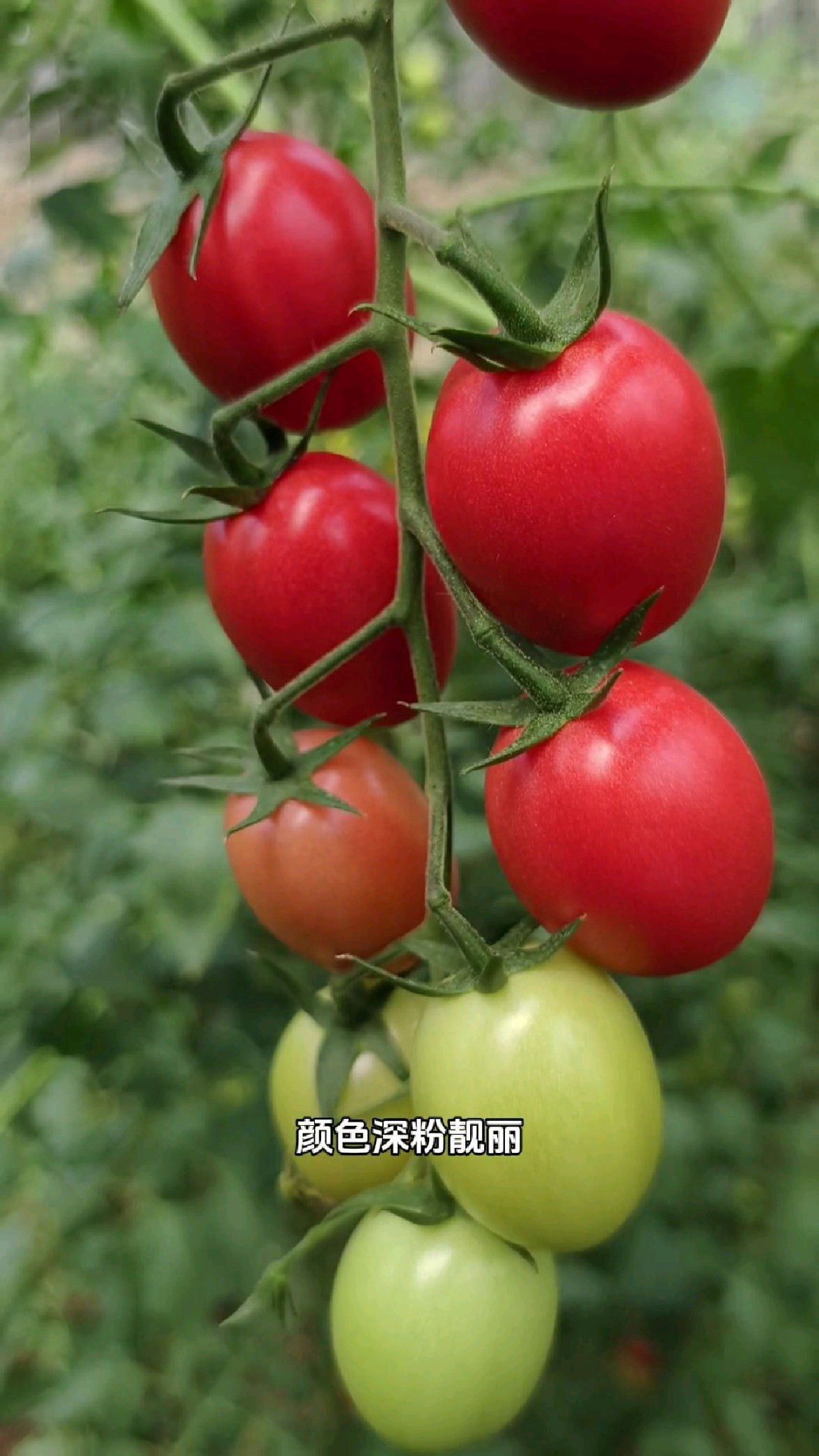 探访粉果小番茄基地,高产个大抗性强,表现太突出#三农#农业种植