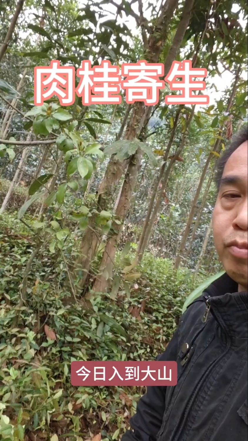 你乡下有肉桂树寄生吗?