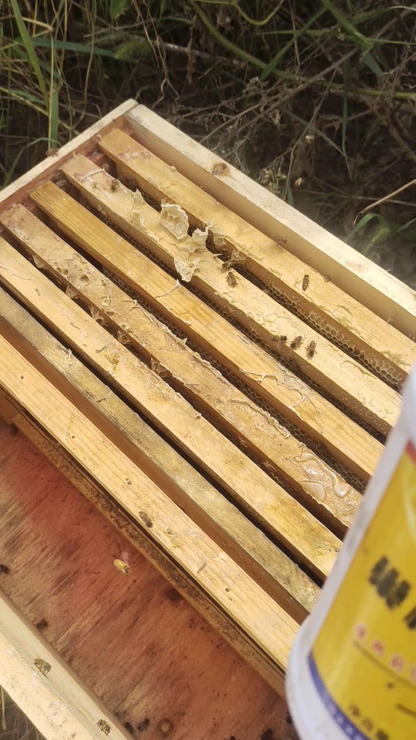 巢虫是蜜蜂的天敌,该怎么防治呢,用巢棉喷雾#巢虫清木片 #巢虫
