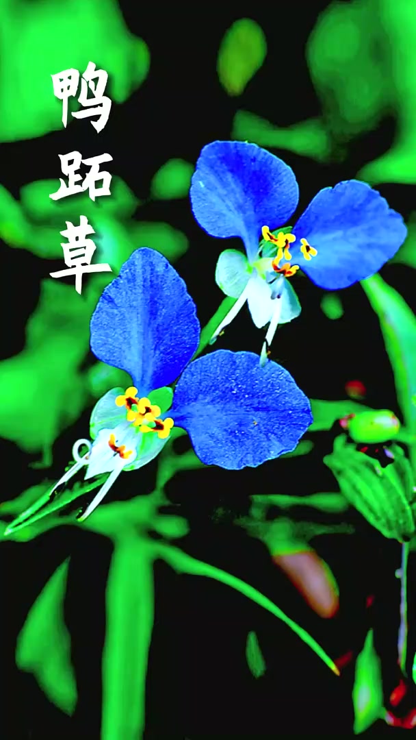 中药药材鸭跖草,你认识吗