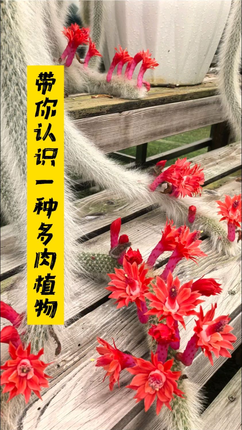 带你认识一种夏秋季开花的植物——九尾狐多肉