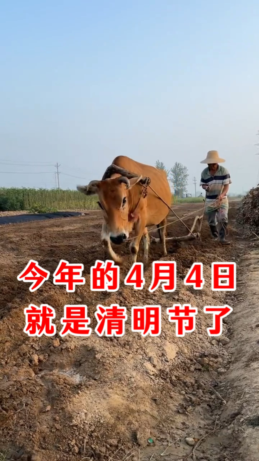 四月份清明节后可以种的蔬菜