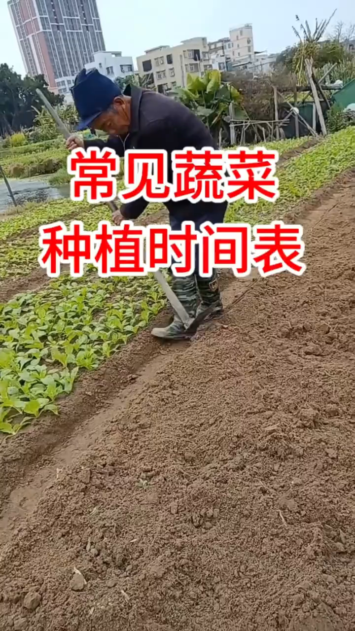 常见的蔬菜种植时间表
