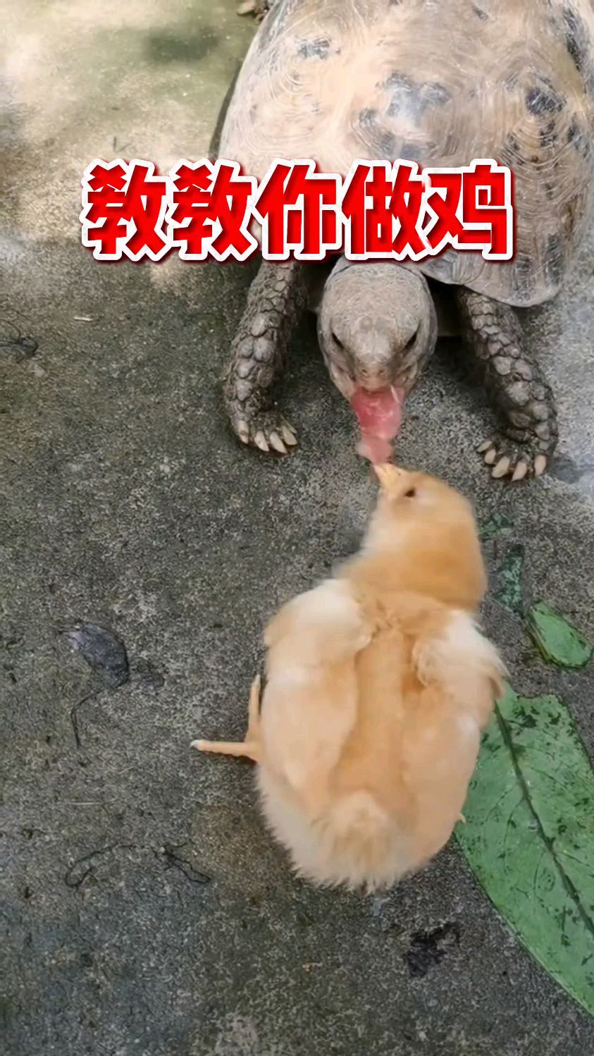 看看小鸡是怎么抢王八吃的