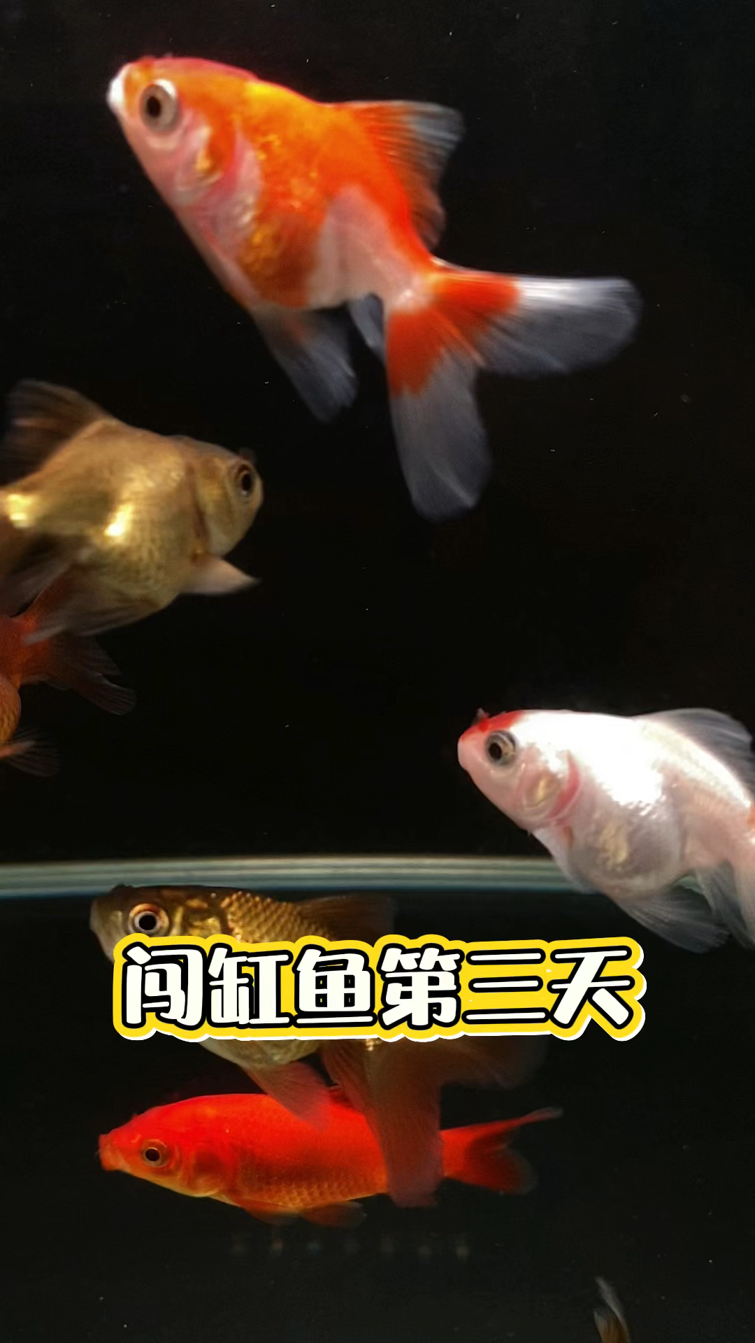 泰狮金鱼  红色草金