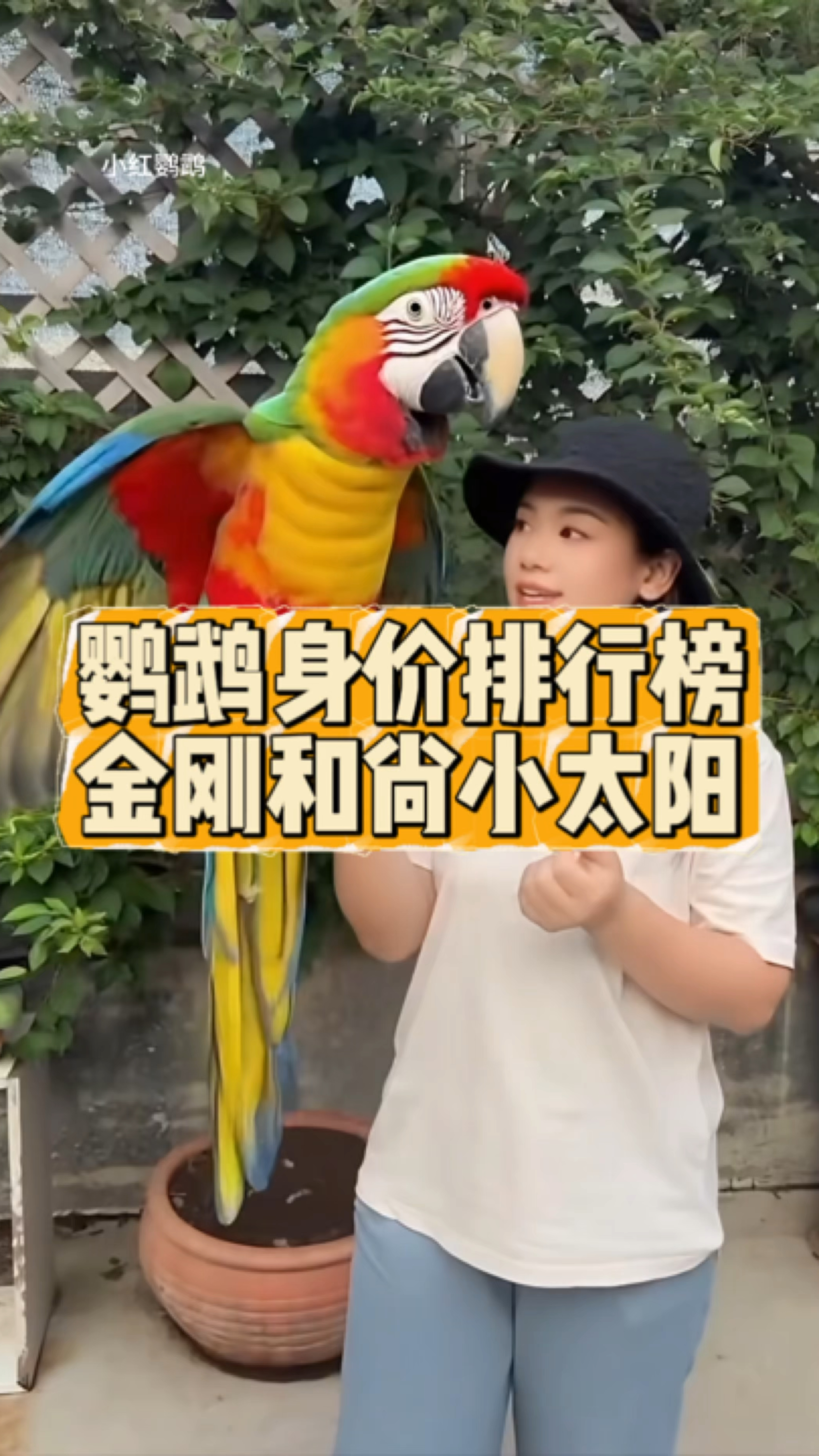 鹦鹉的身价排行榜