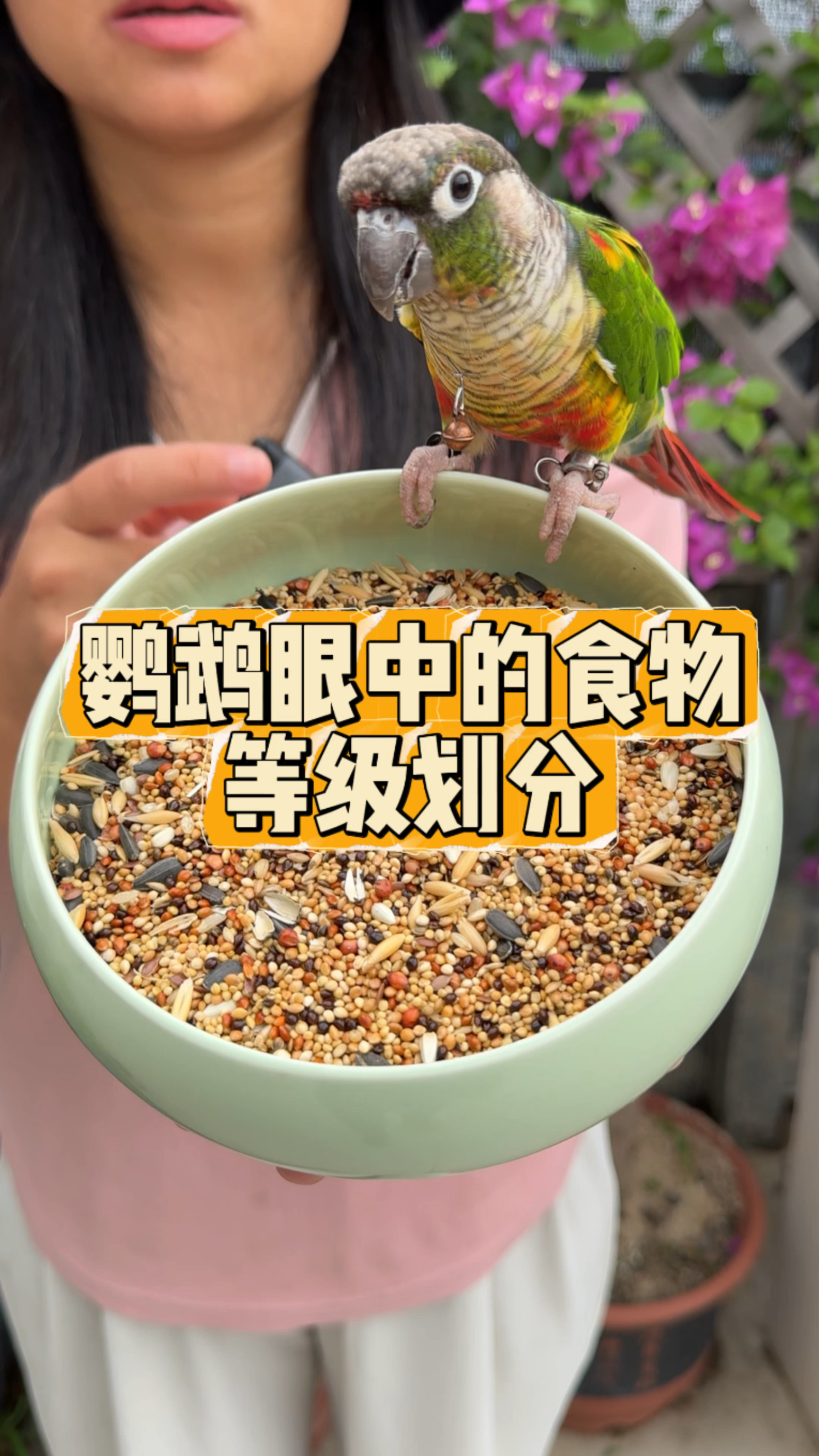 鹦鹉眼中的食物等级,看完你就知道鹦鹉爱吃什么了