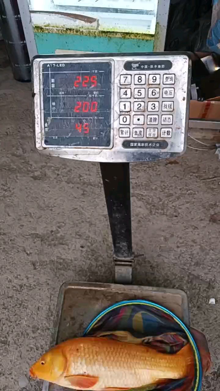 钓上了一尾红鲤鱼。