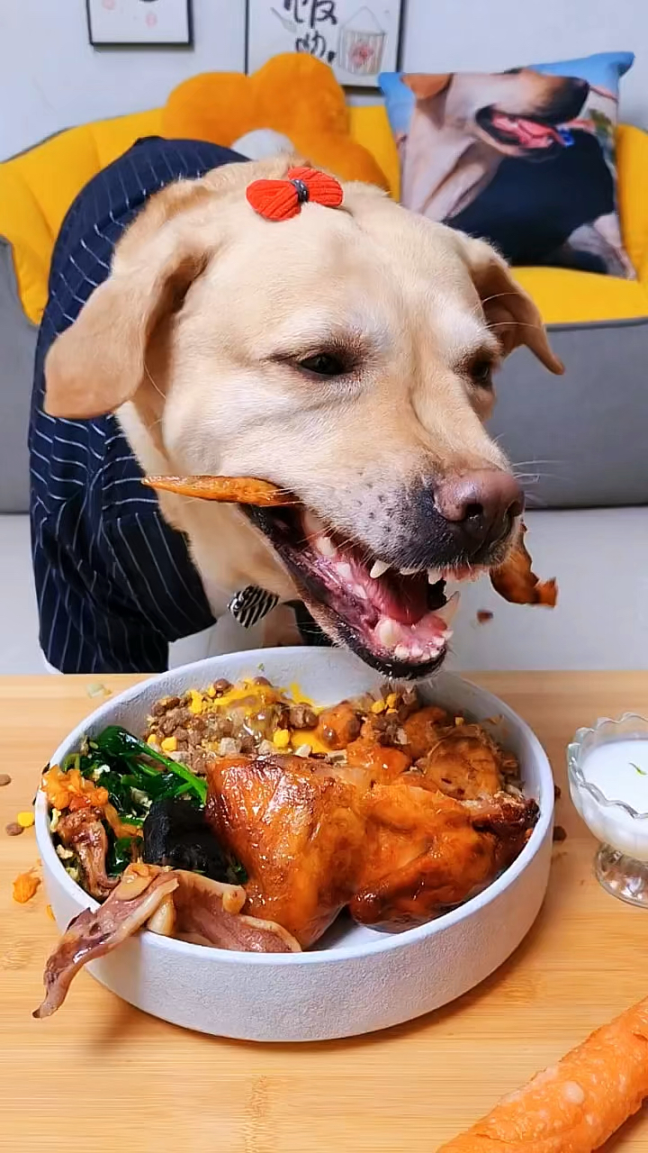 狗狗吃这么好,网友肯定又有话要说了!