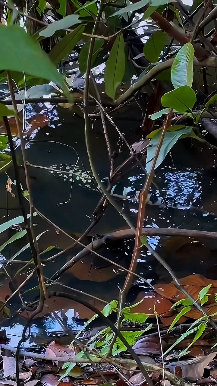 仔细饿:据说这种斑马纹的鱼巨值钱,一条能在广东买一套房