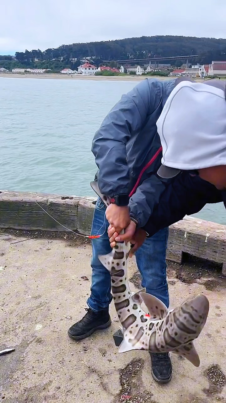 这是什么鱼?背上的斑纹实属罕见!