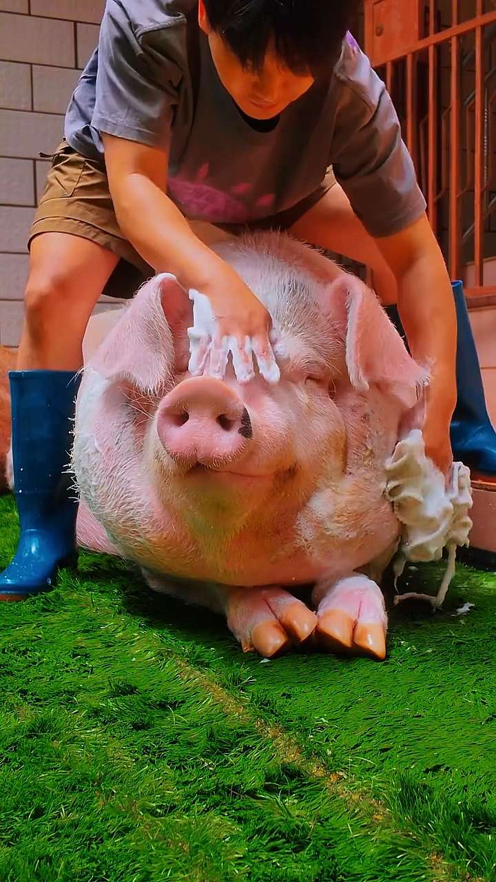 主人给猪洗澡:仔细看看猪的表情,这也太享受了吧!