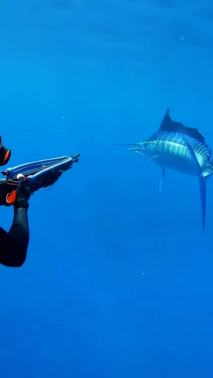 深海持枪射鱼，枪法快准狠！