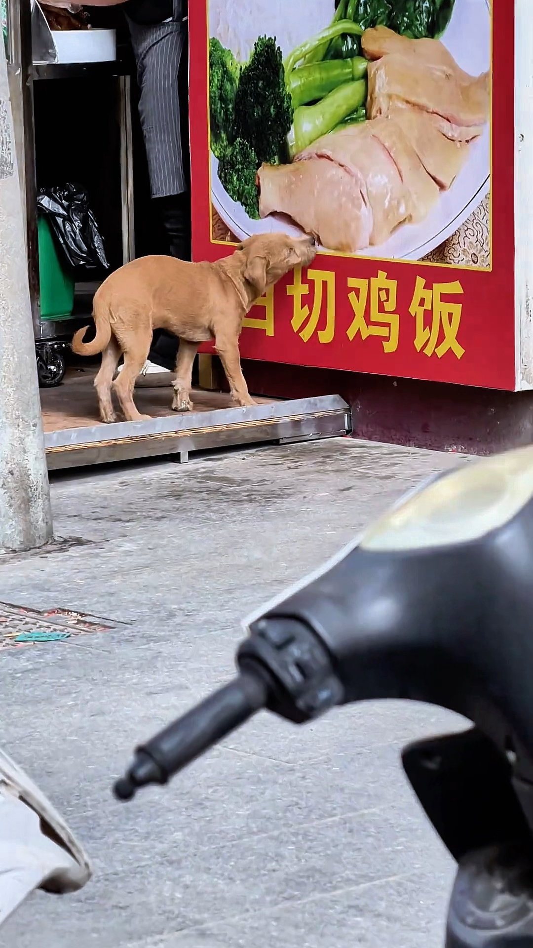 可怜:没有主人的流浪狗,饿了只能舔广告牌上的白切鸡!