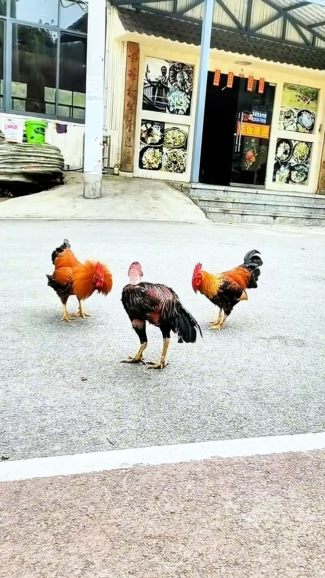 一只斗鸡大战两只土鸡，网友：斗鸡战斗力真强！