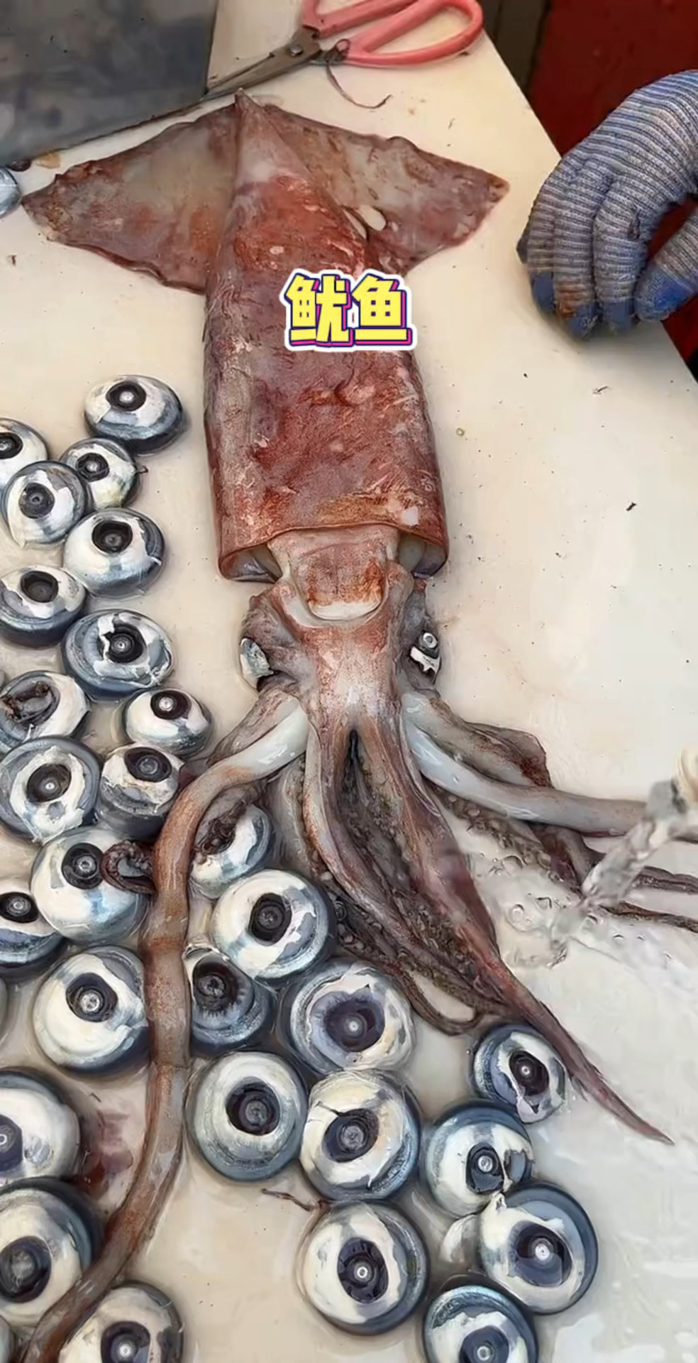 广州街头的深海大鱿鱼