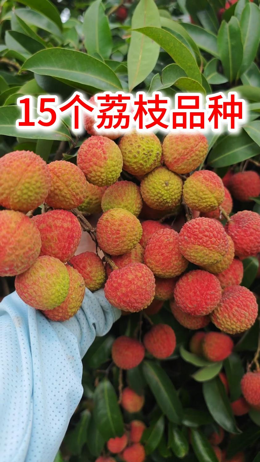 15种荔枝品种果形,快来看看有没有认识的荔枝品种,哪个最好吃呢