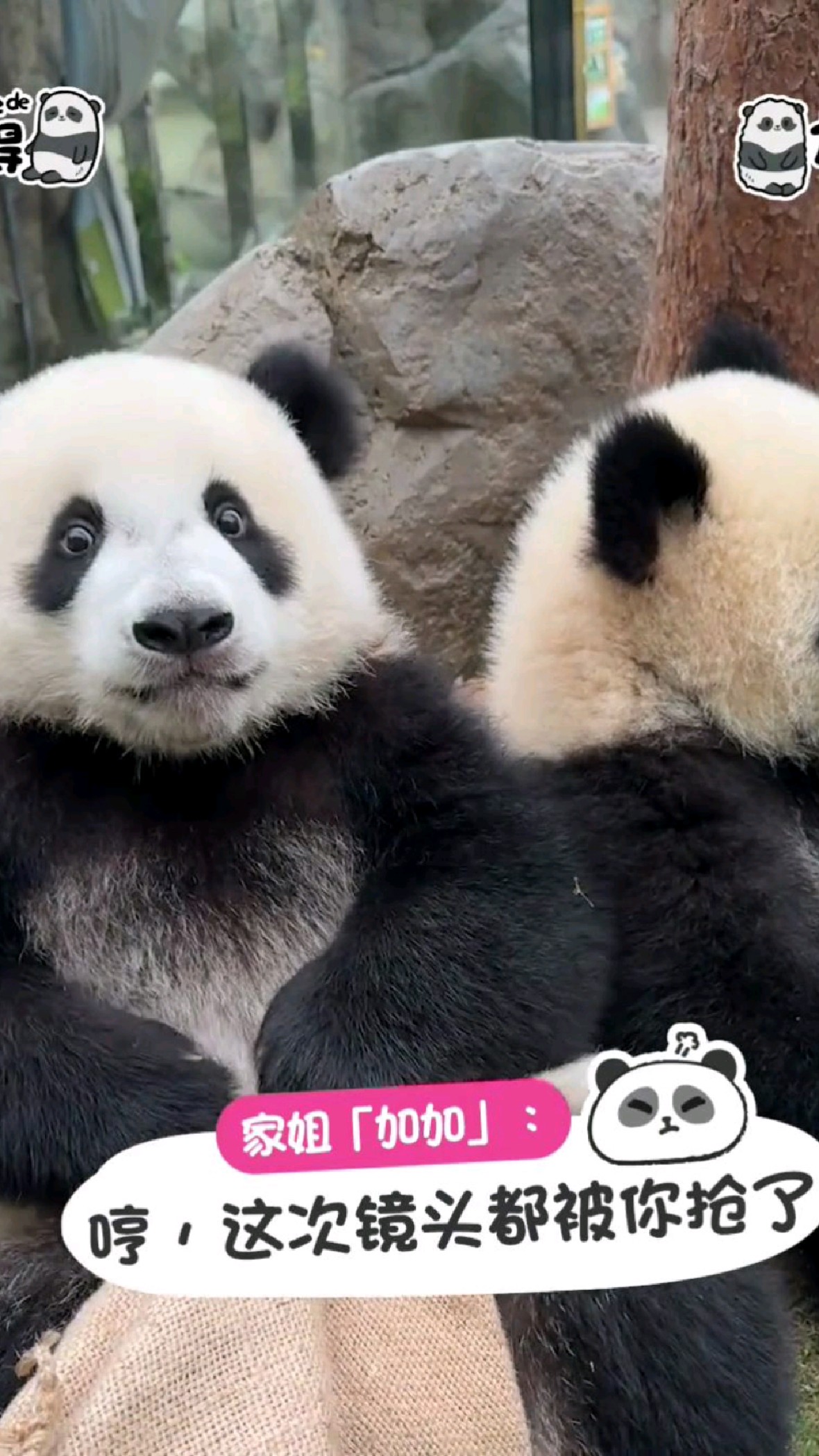 香港龙凤胎大熊猫生日月拍写真 加加得得好得意