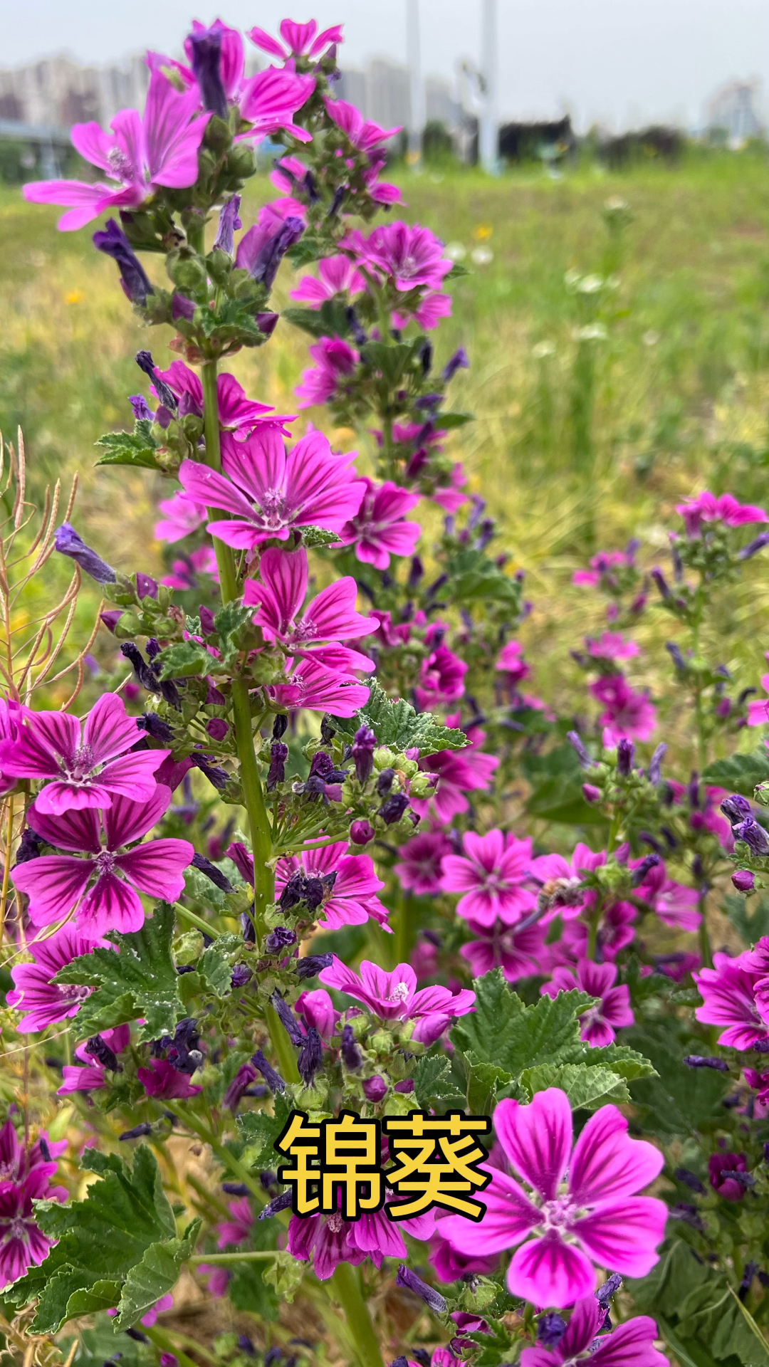 身边的花儿,知其名却不知其花语