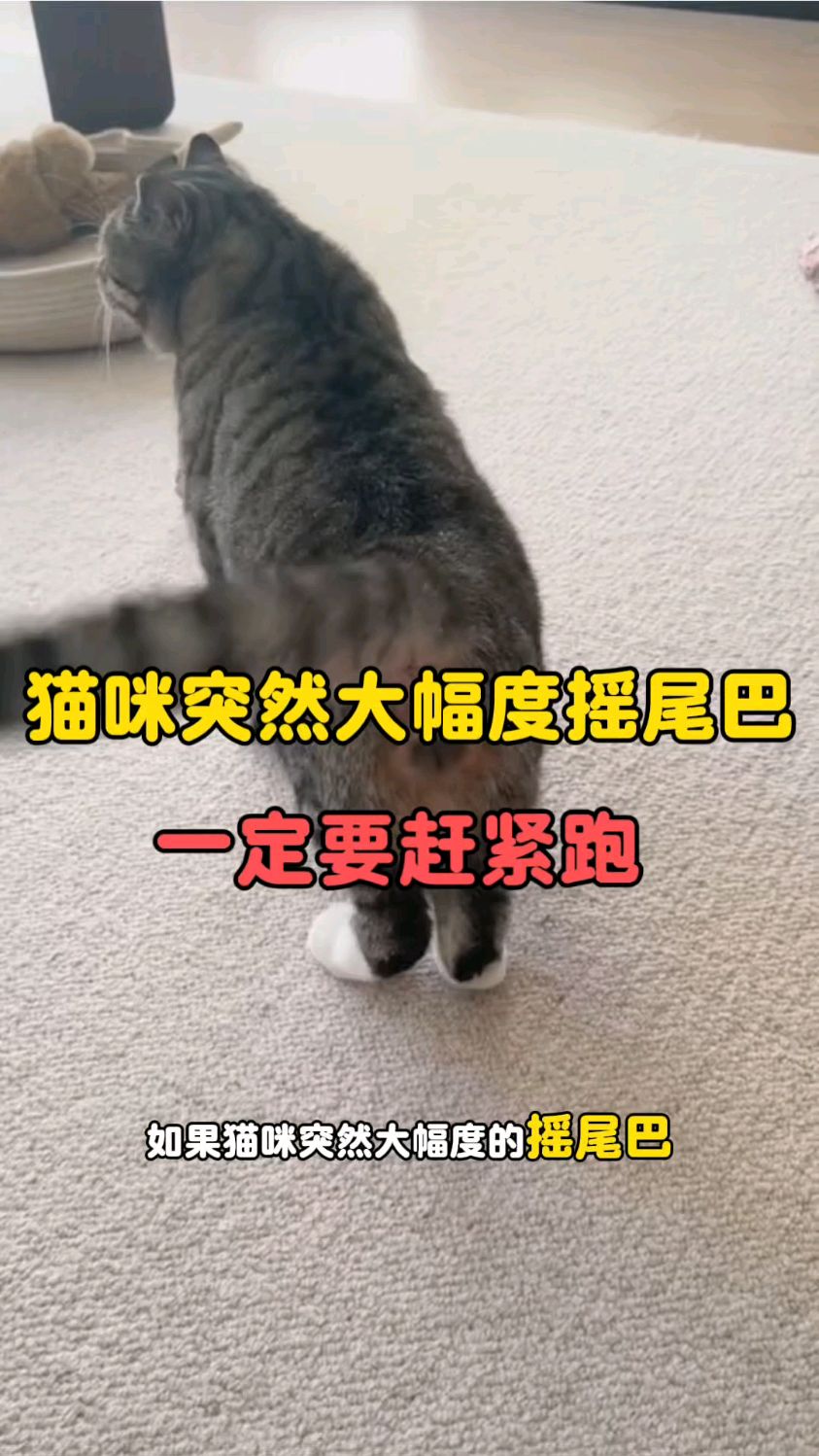 猫咪大幅度摇尾巴,一定要赶紧跑