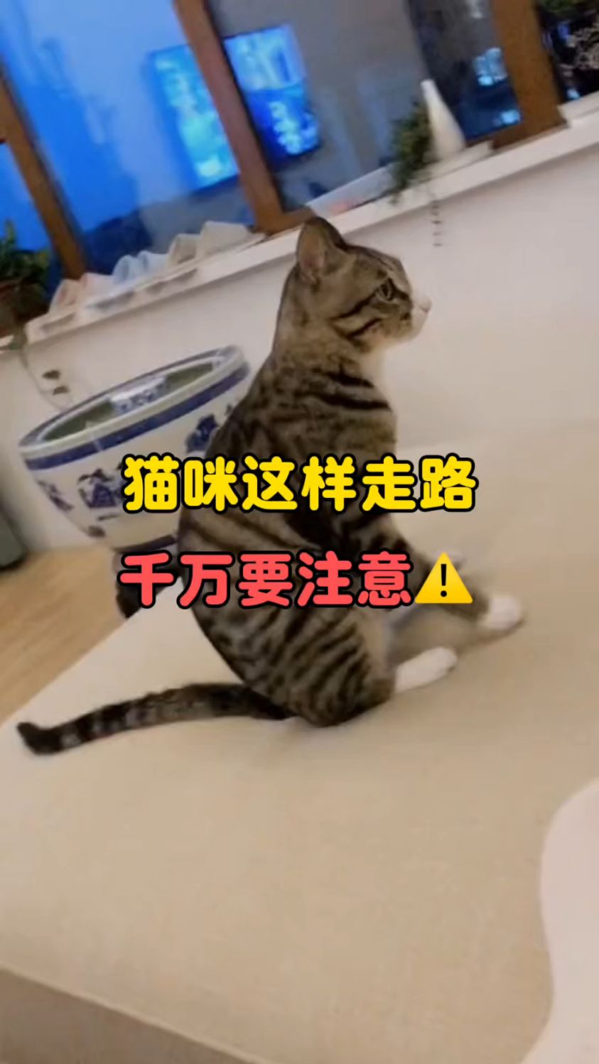 猫咪这样走路，千万要注意