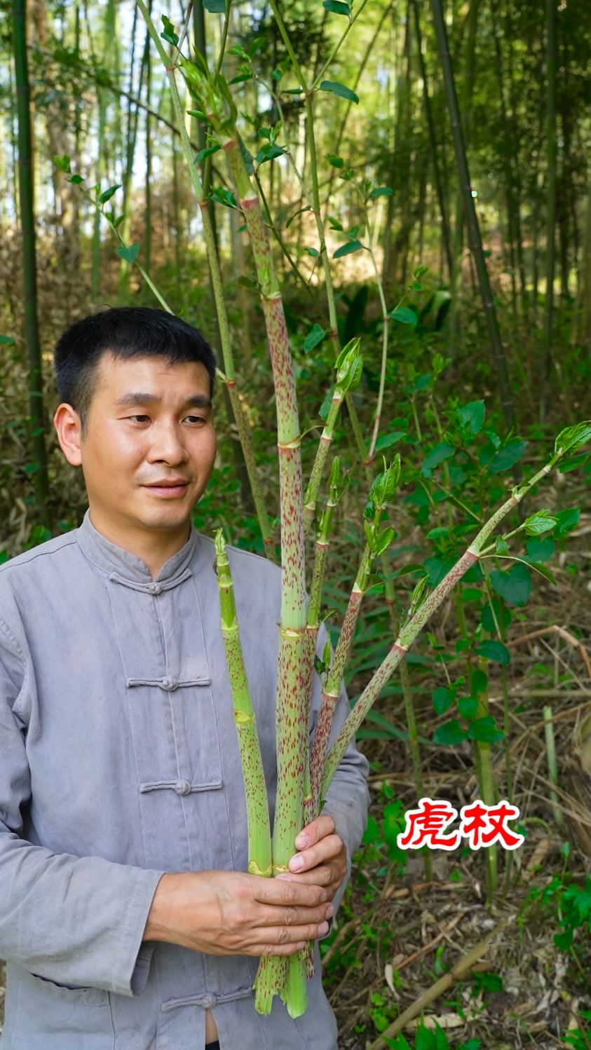 童年的味道!在山里掰虎杖,这酸爽谁懂啊!你们当地叫什么名字?