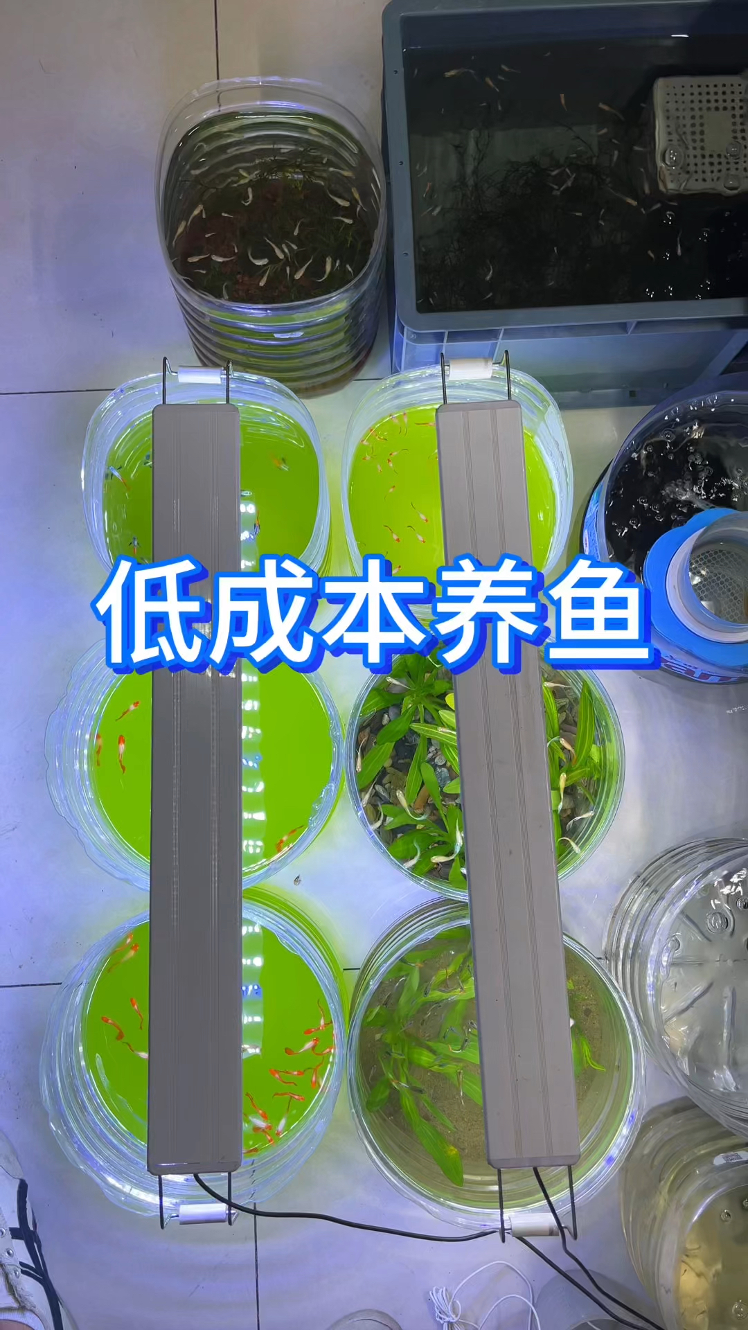 塑料桶泡沫箱低成本养鱼,那你知道塑料桶泡沫箱养鱼的注意事项吗