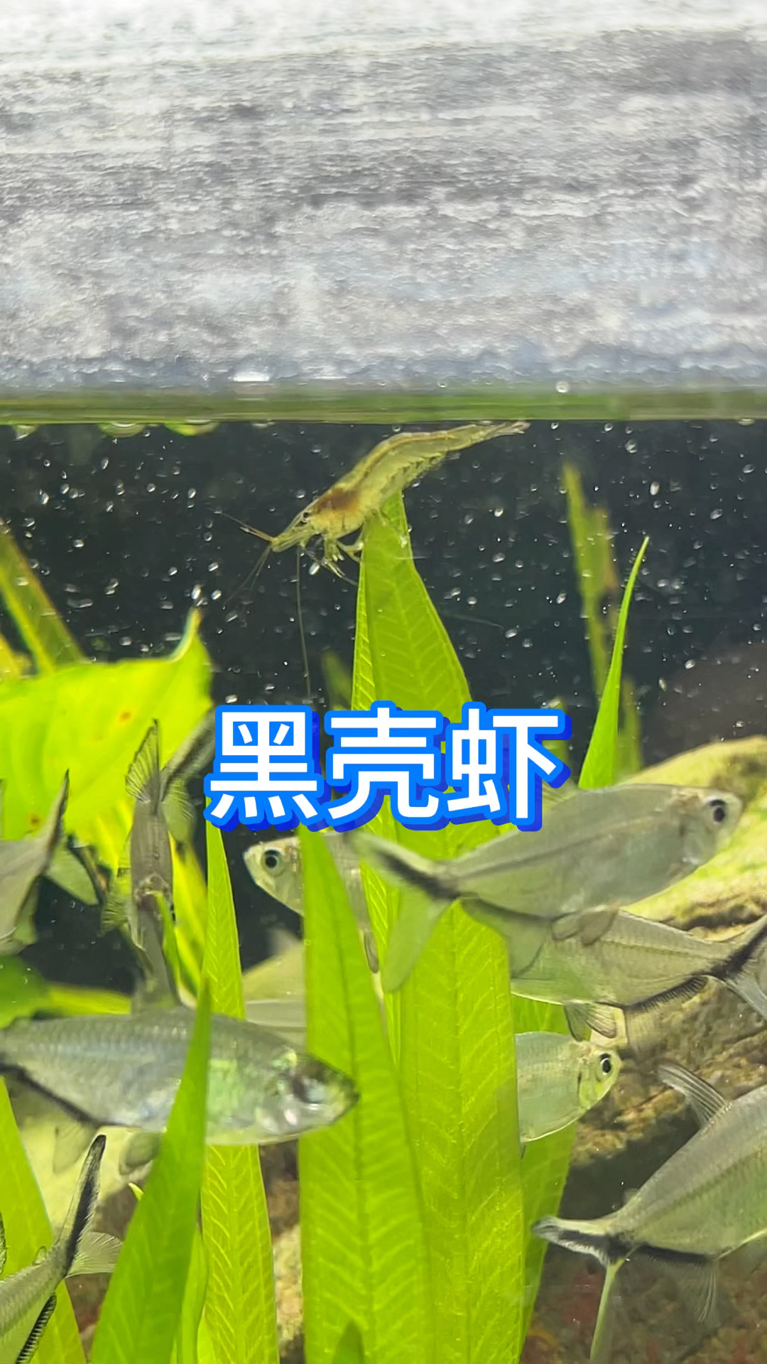 黑壳虾又双叒爆缸了!