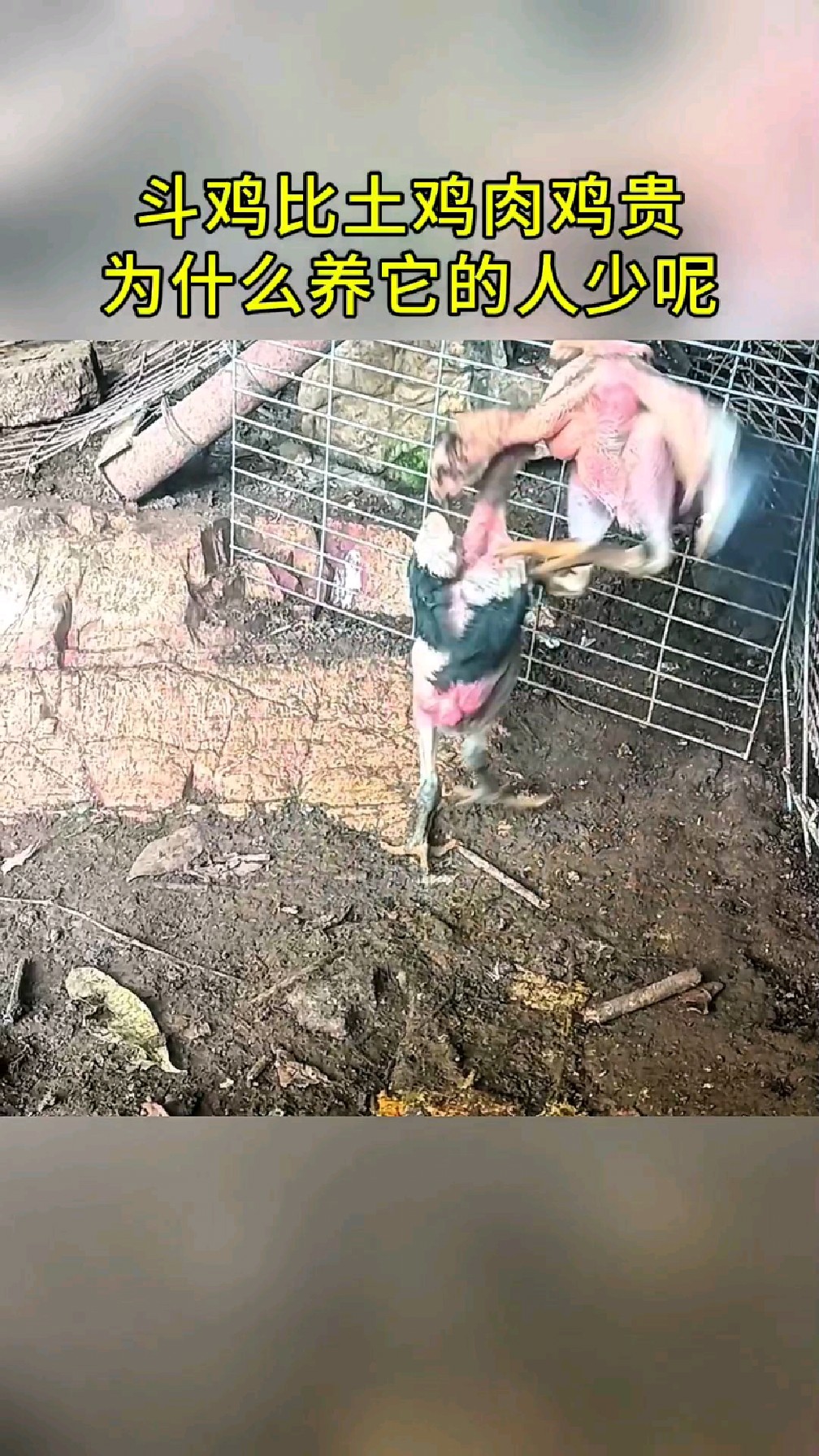这个打背的小斗鸡比成年土鸡或肉鸡贵，养斗鸡的人却很少