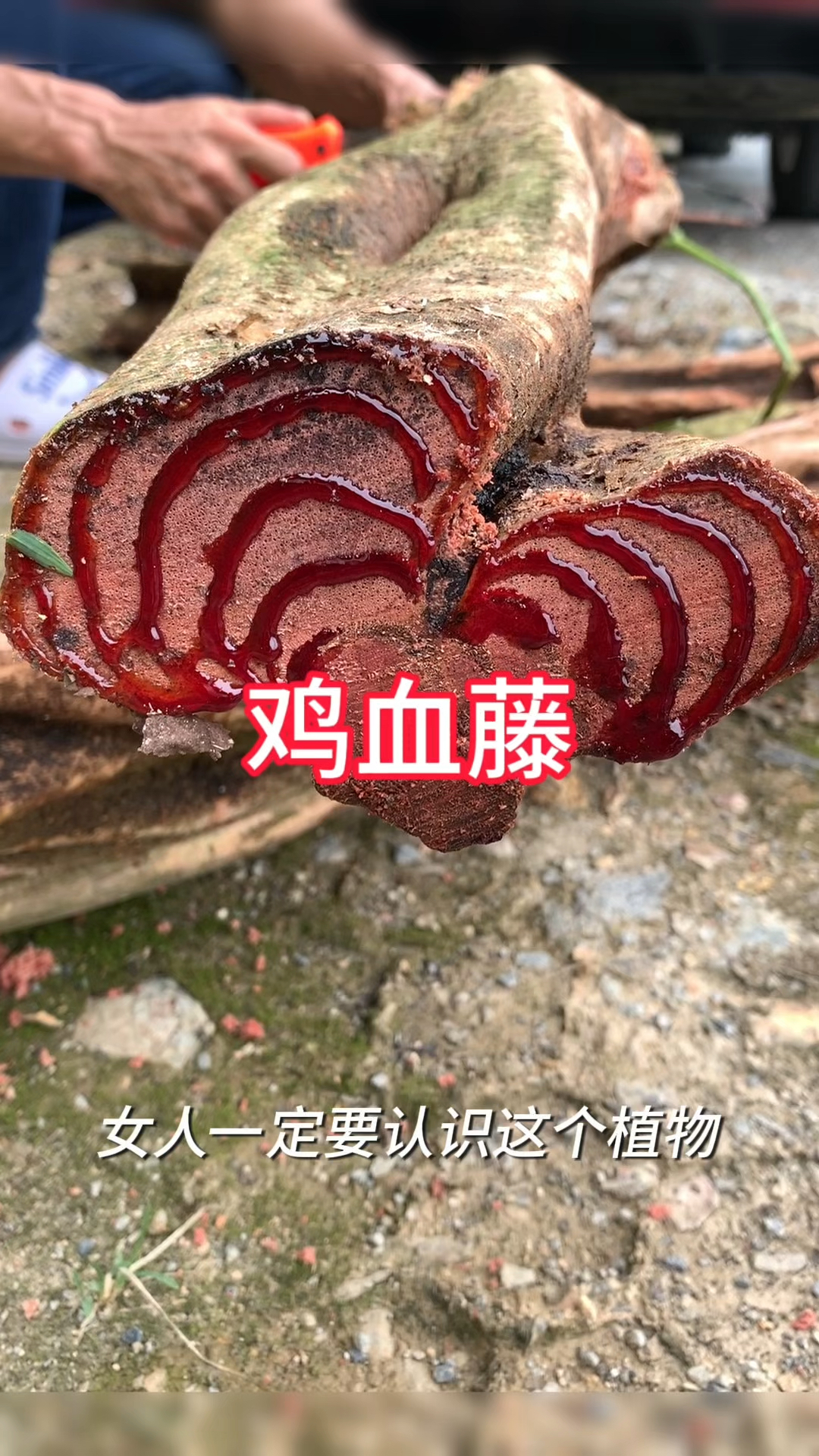 农村生活,一日一植物,三农,鸡血藤。