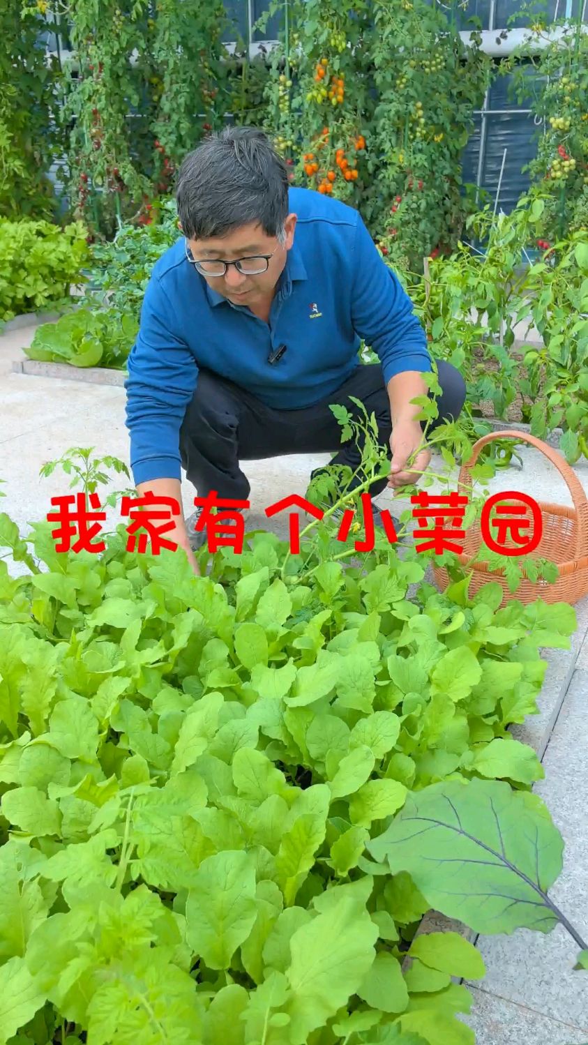 家有一个小菜园,种上各种各样的蔬菜,满足了一家人的吃菜。