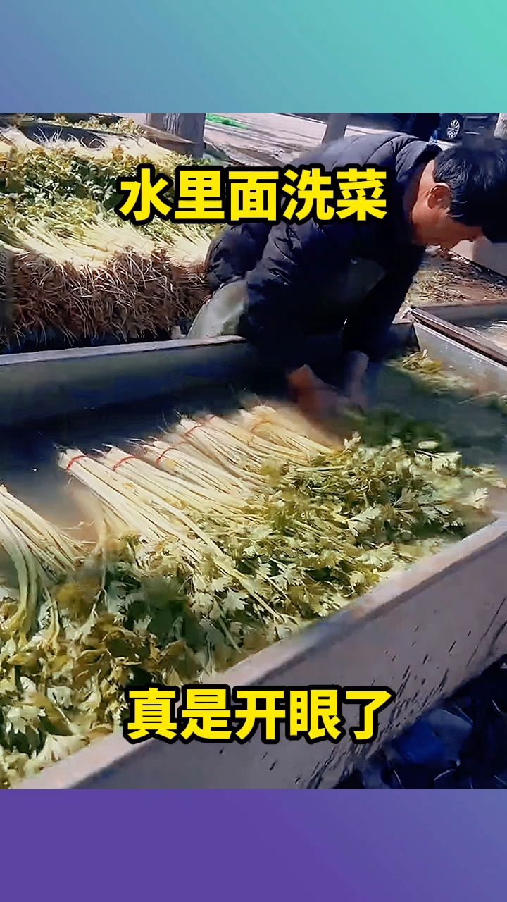 水里面洗菜,真是开眼了!