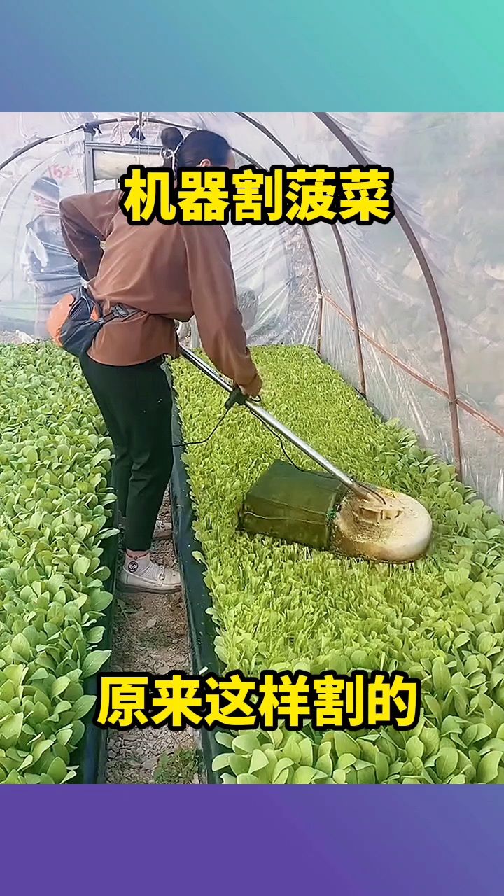 机器割菠菜,原来这样割的!