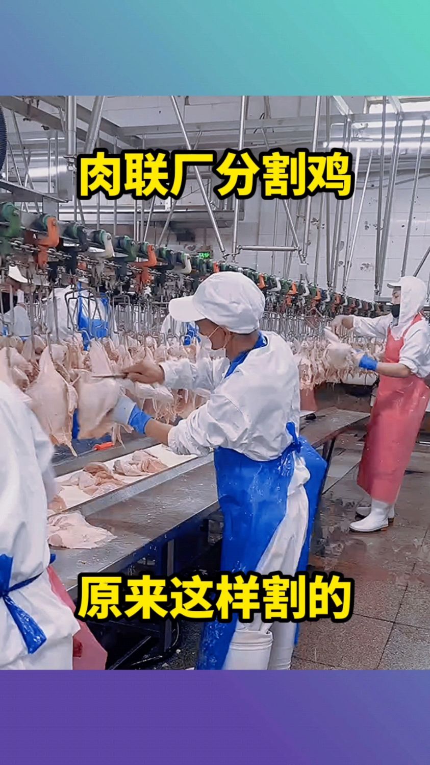 肉联厂分割鸡,原来这样割的!