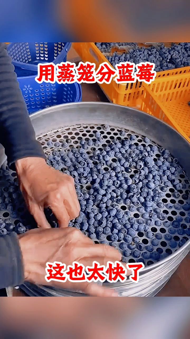 用蒸笼分蓝莓，这也太快了！