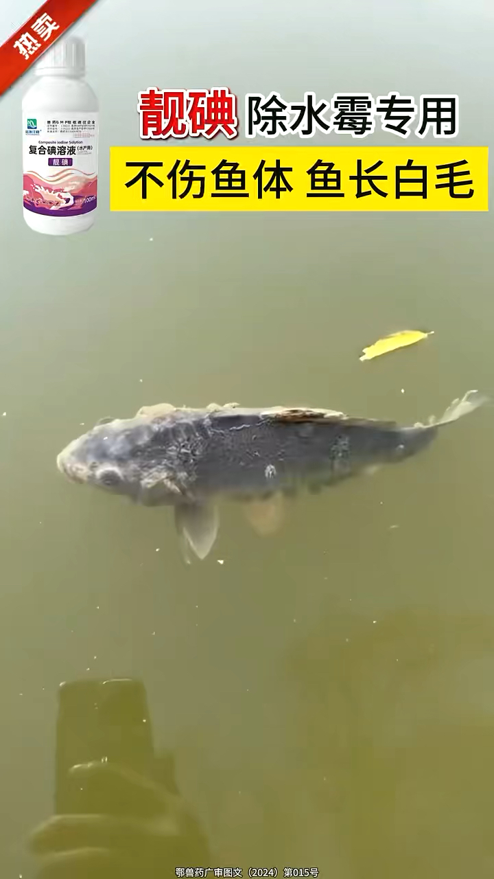 鱼身上长霉,烂嘴,点击查看