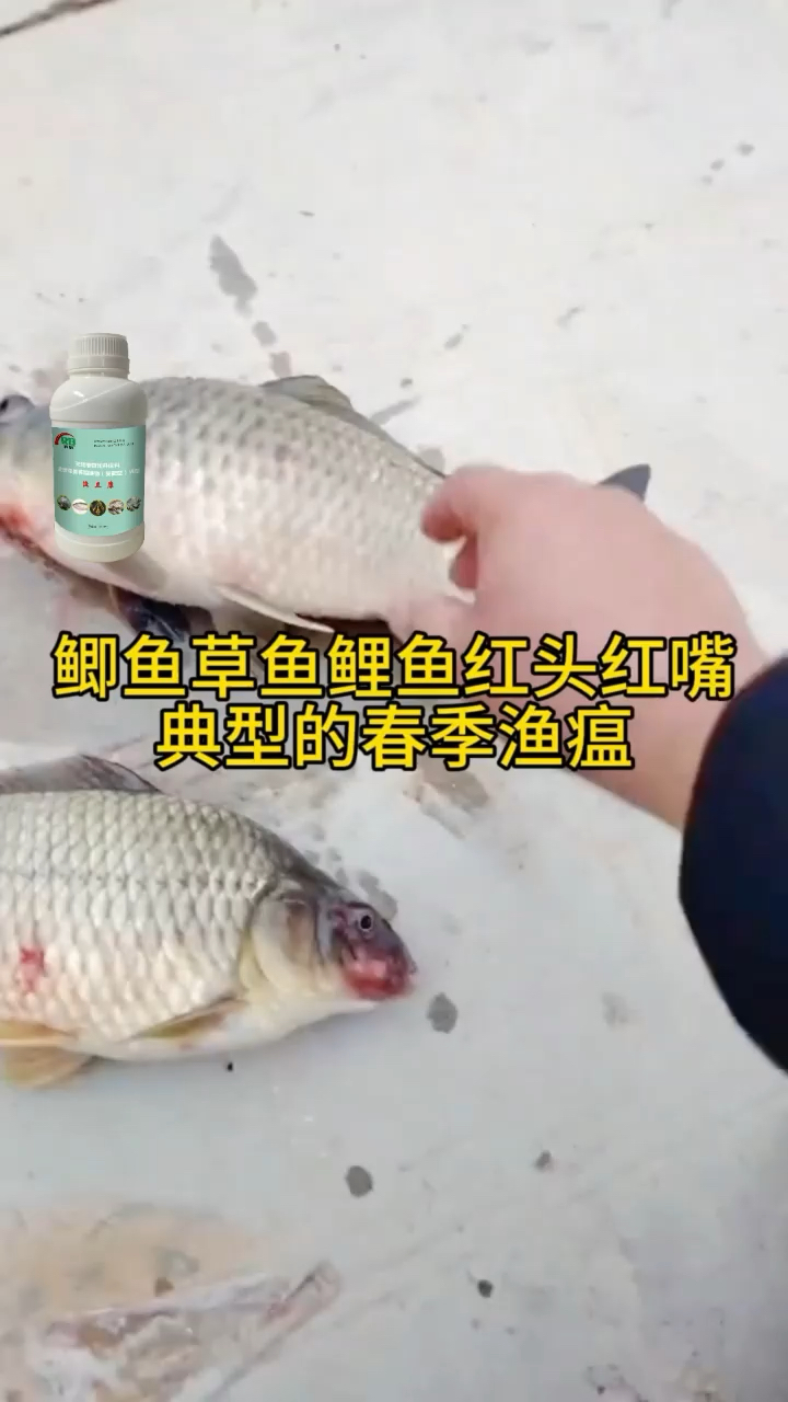 别瞎用药！鱼虾蟹病 & 水质问题，12 年老专家教你稳塘口