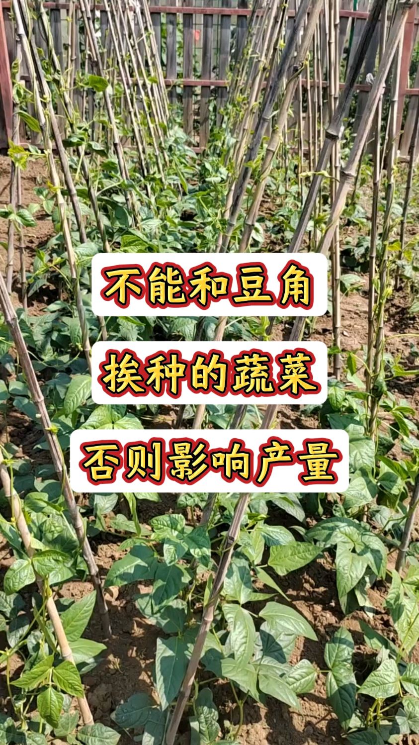不能和豆角挨在一起的冤家蔬菜。
