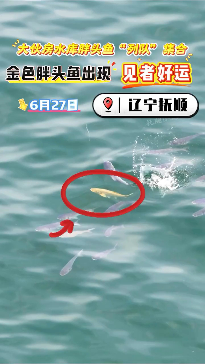 6月27日我在抚顺大伙房水库拍到了黄金胖头鱼,见者吉祥。