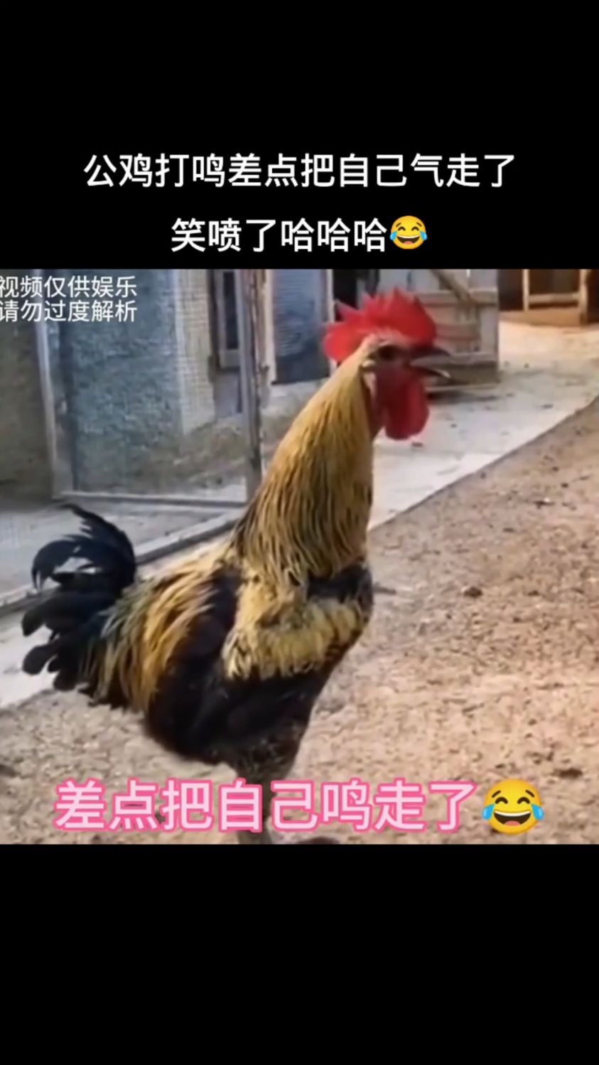 公鸡打鸣差点把自己气走了,真是笑喷了哈!
