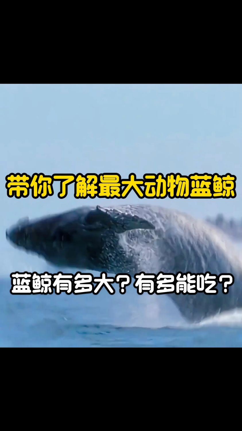 带你了解最大动物蓝鲸，蓝鲸到底多大？有多能吃？