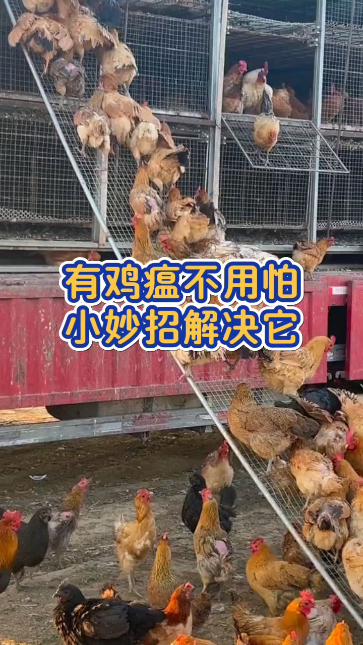 有鸡瘟不用怕,小妙招解决它