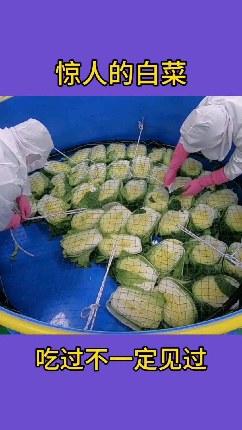辣白菜制作过程!